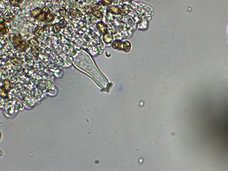 Inocybe geophylla 1.4.jpg