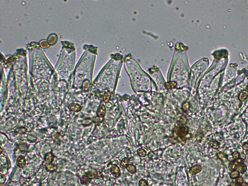 Inocybe geophylla 1.7.jpg