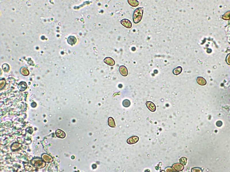 Inocybe geophylla 1.9.jpg