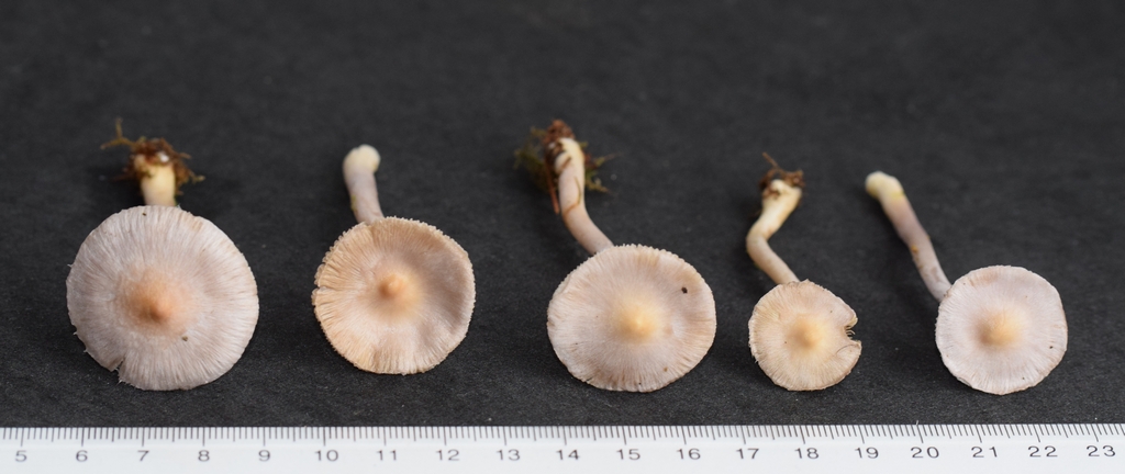 Ino. geophylla var. lilacina_1.0.JPG