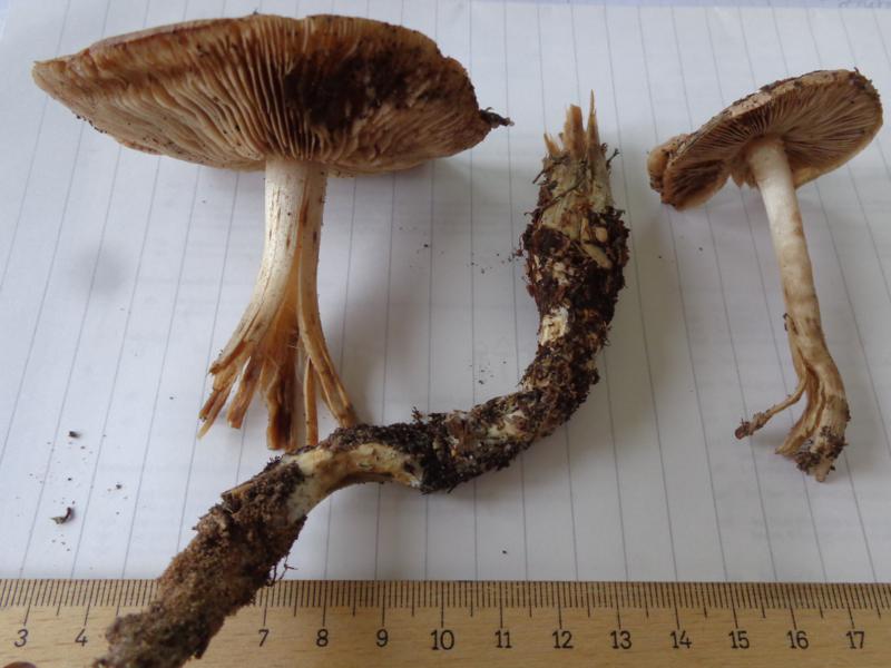 15-10-15_Hebeloma spec. (3).jpg
