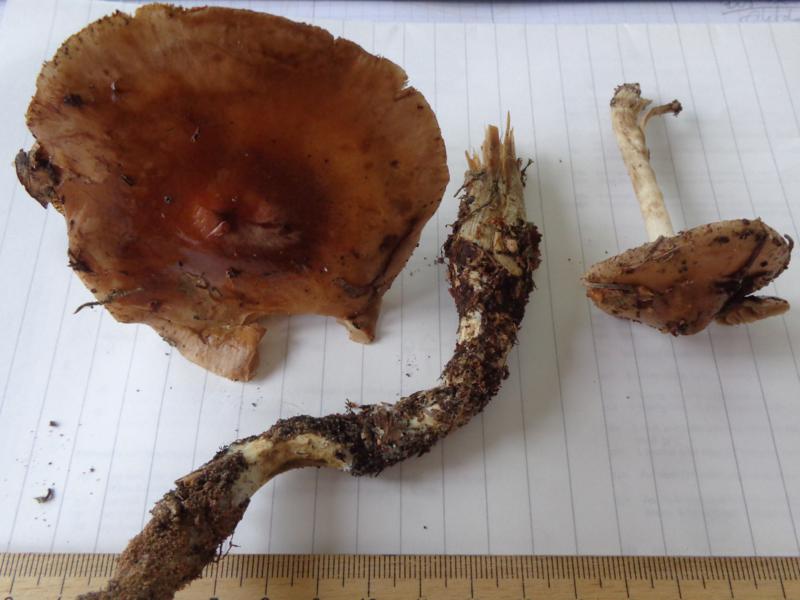 15-10-15_Hebeloma spec. (6).jpg