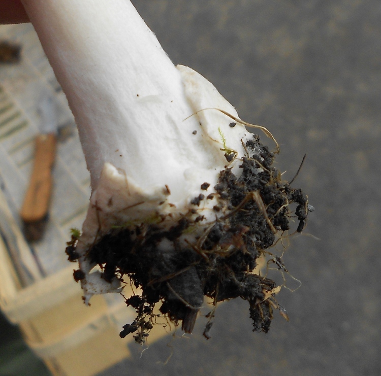 DSCN1749 (750x741).jpg