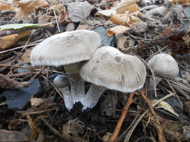 DSCN1745 (750x563).jpg