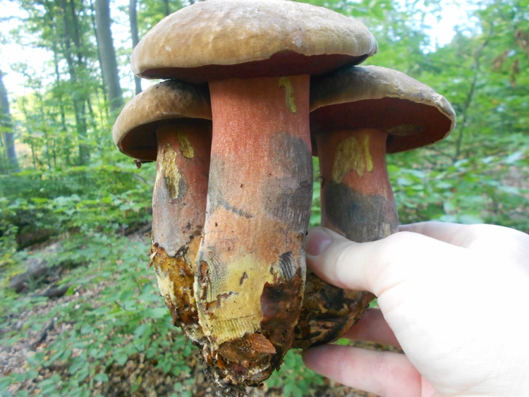 DSCN1750 (750x563).jpg