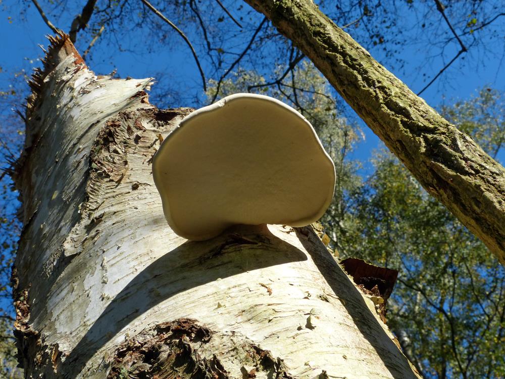 Baumpilz_x03-b (Copy).jpg