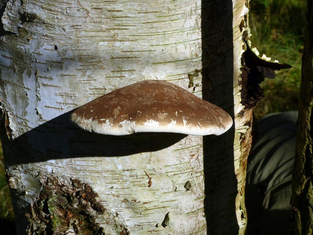 Baumpilz_x02-b (Copy).jpg