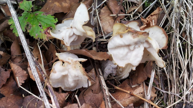 2015-10-18 11.17.18_v1.jpg