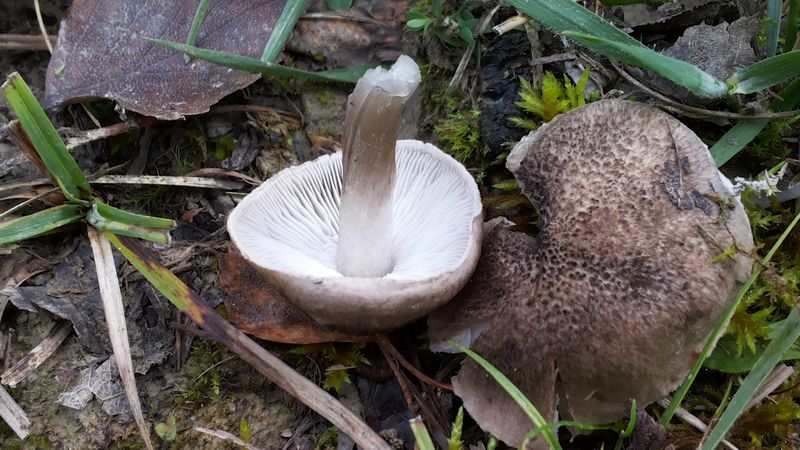 2015-10-18 11.40.22-v1.jpg