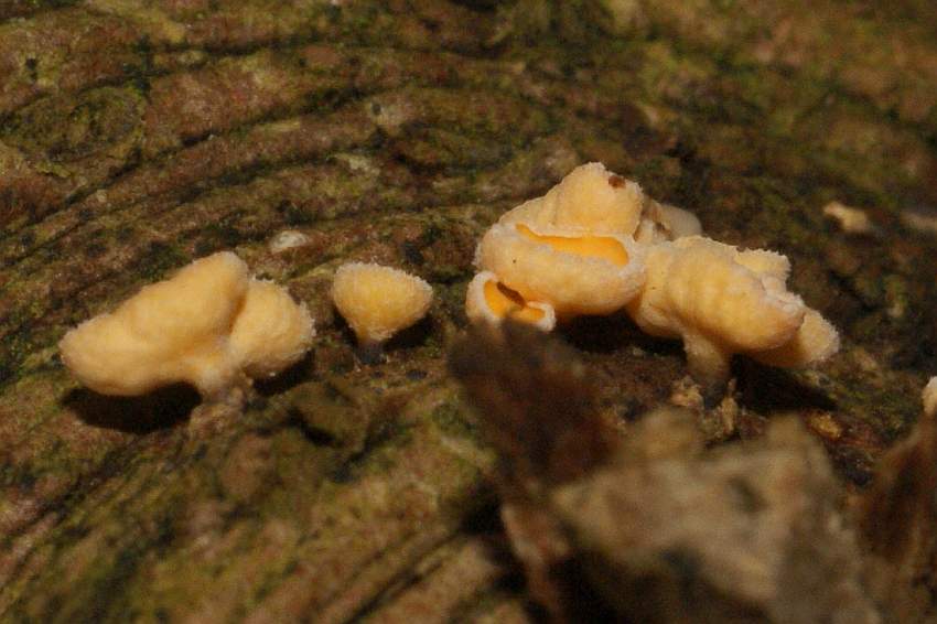 Blick auf Becherunterseite und Stiele