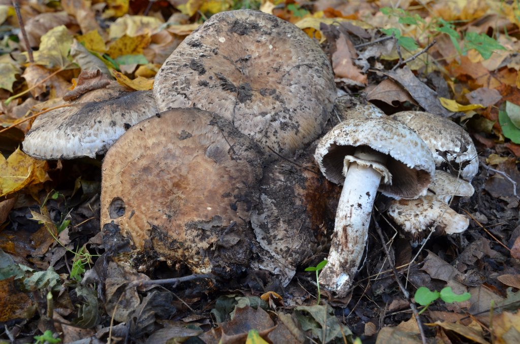 Agaricus _vaporarius.jpg