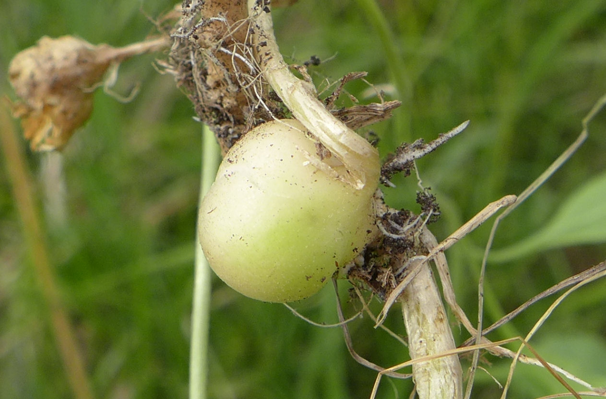 P1750050_D,ST,Unterroepplingen (41).JPG