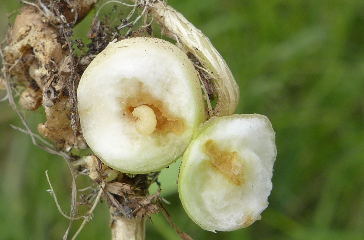 P1750050_D,ST,Unterroepplingen (47).JPG