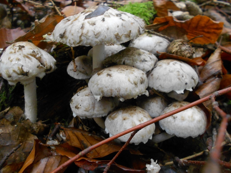 DSCN1752 (750x563).jpg