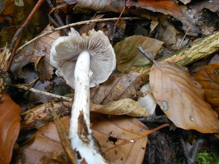 DSCN1753 (750x563).jpg