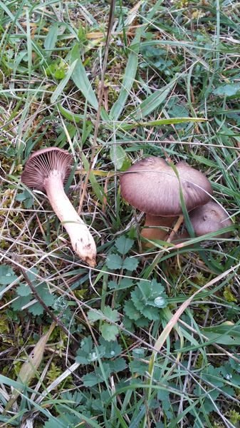 2015-10-25 12.42.54_337_600.jpg