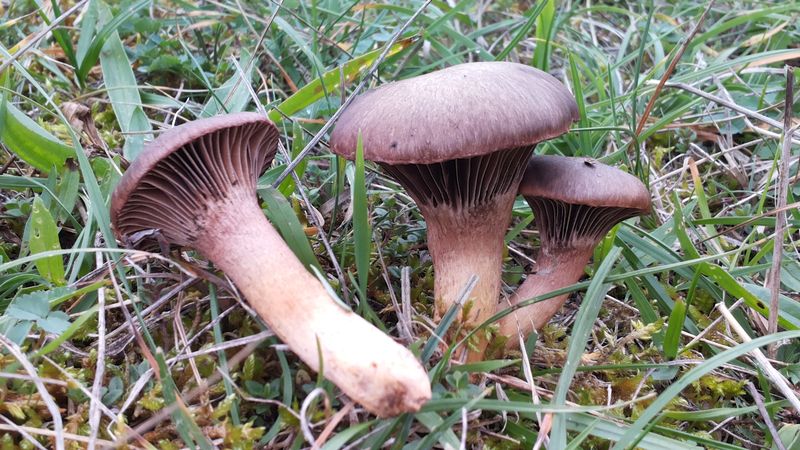 2015-10-25 12.43.56_800_450.jpg