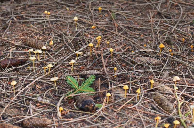 Mycena aurantiomarg-1. 1.0.JPG