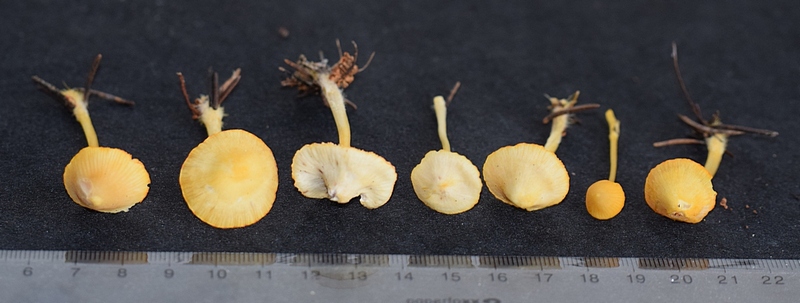 Mycena aurantiomargi-2. 1.2.JPG