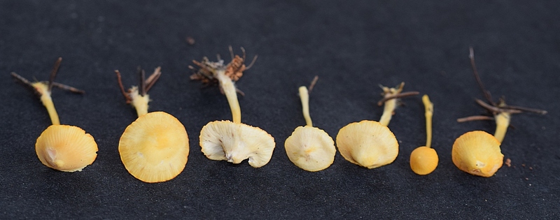 Mycena aurantiomargi-3. 1.3.JPG