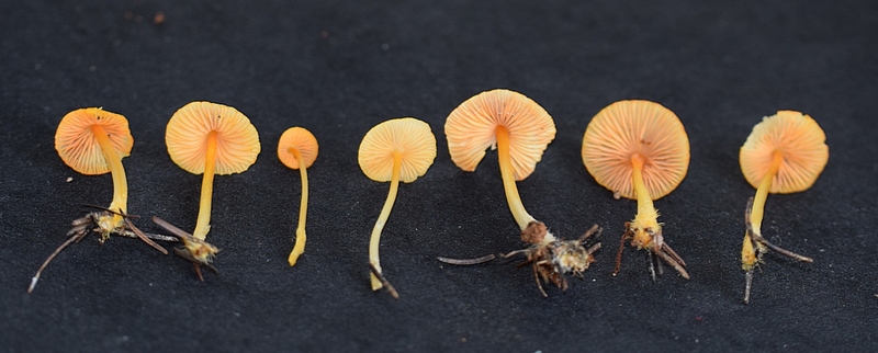 Mycena aurantiomargi-4. 1.4.JPG
