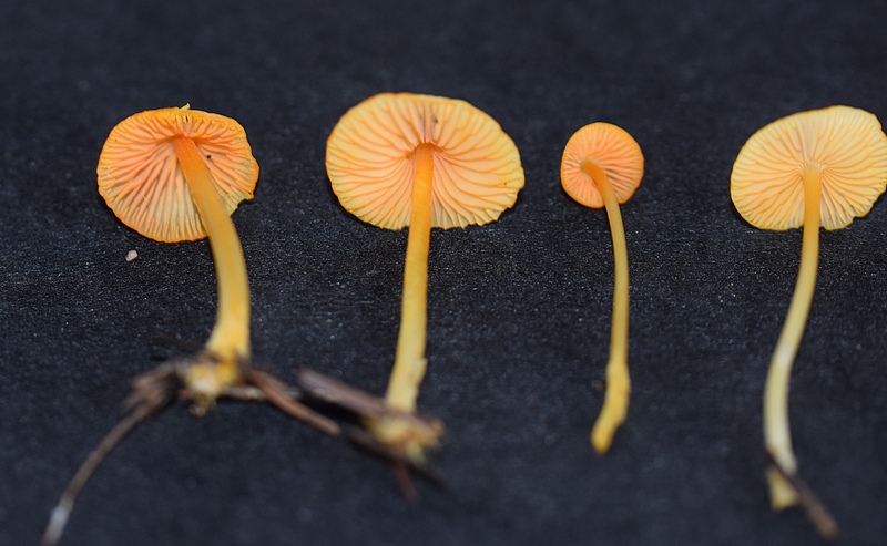 Mycena aurantiomargi-5. 1.5.JPG