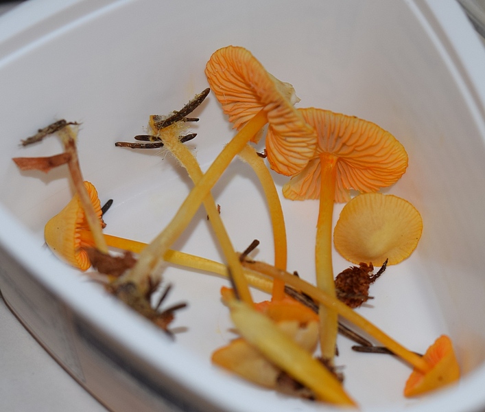 Mycena aurantiomargi-6. 1.6.JPG