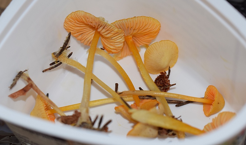 Mycena aurantiomargi-7. 1.7.JPG