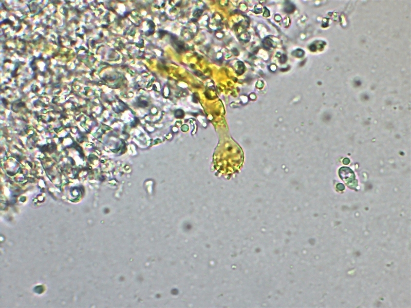 Mycena aurantiomargi-8. 1.8.jpg