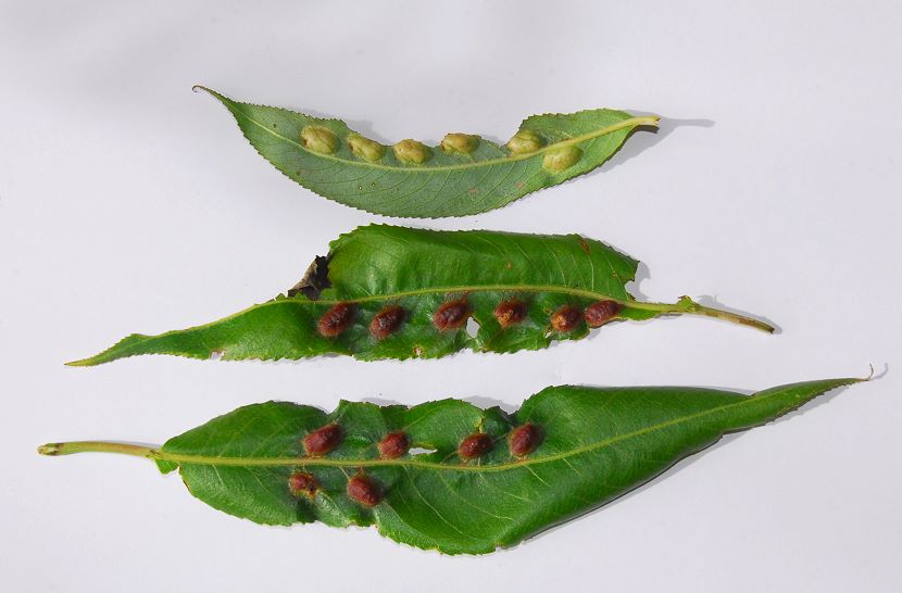 Pontania proxima002.jpg