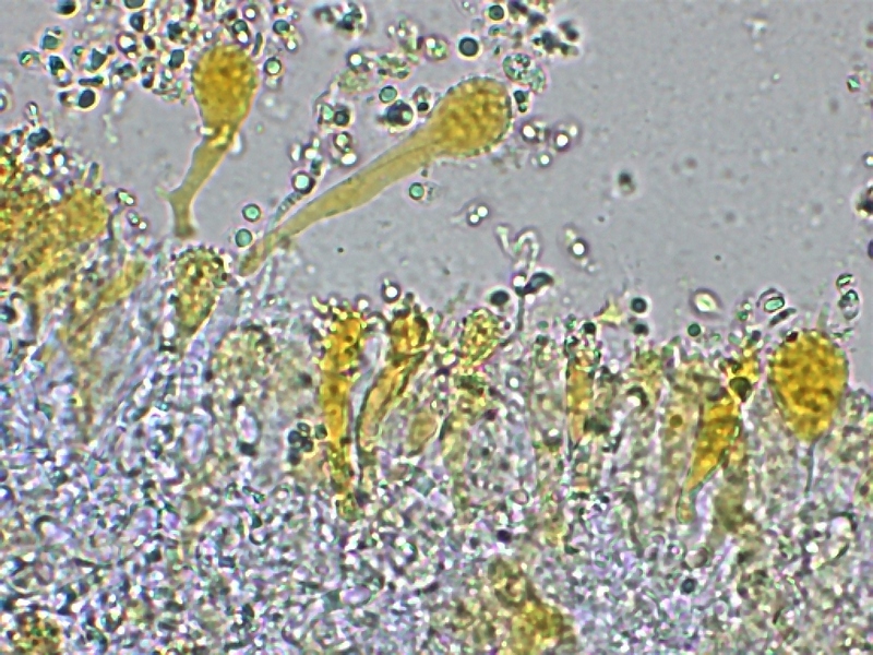 Mycena aurantiomargi-10. 1.10.jpg