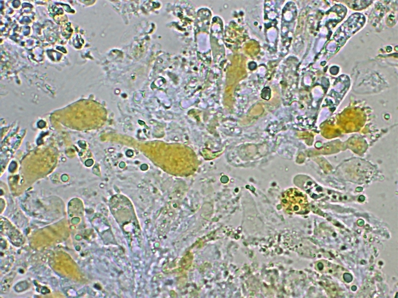 Mycena aurantiomargi-11. 1.11.jpg