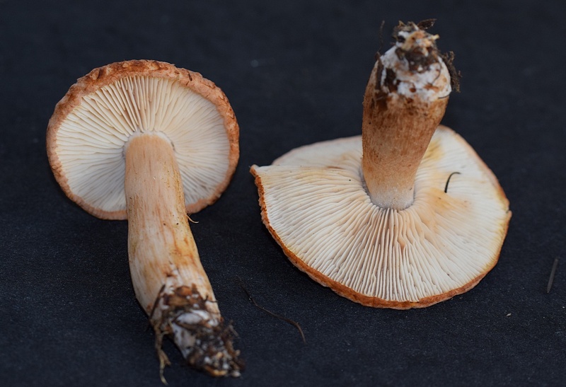 Tricholoma vaccinum    1.2n.JPG
