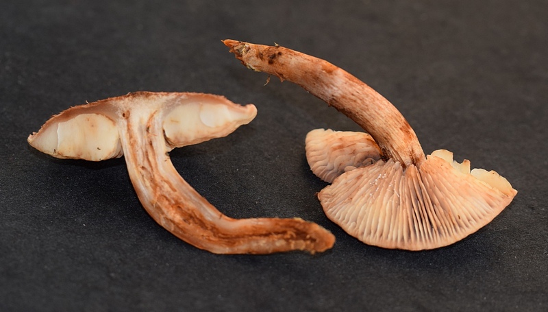 Tricholoma vaccinum    1.5n.JPG