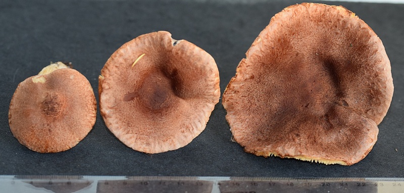Tricholoma vaccinum    1.6n.JPG