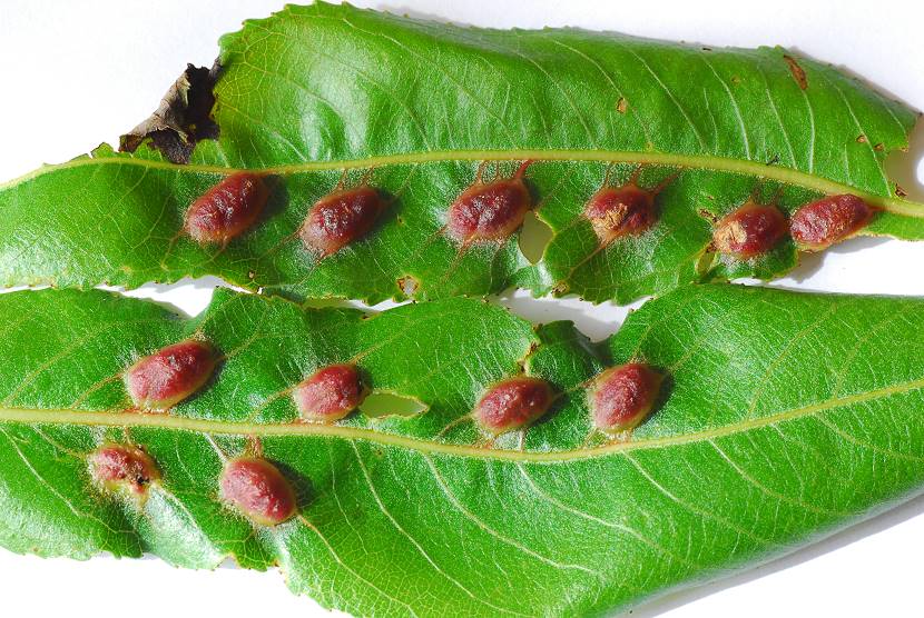 Pontania proxima001.jpg