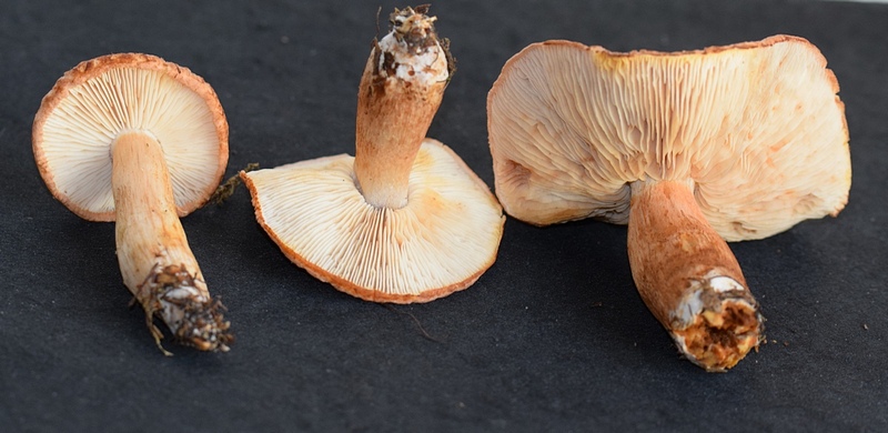 Tricholoma vaccinum    1.8n.JPG