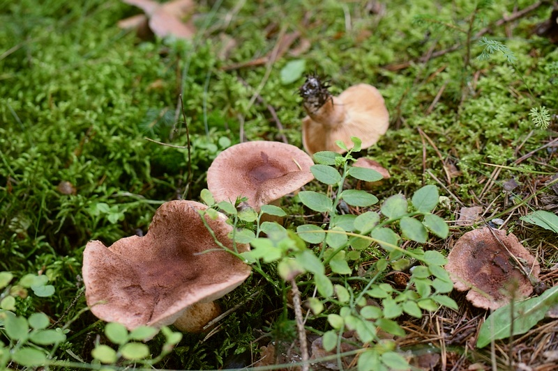 Tricholoma vaccinum   1.0m.JPG