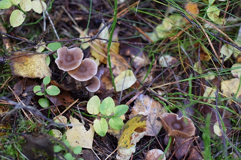 Cortinarius sertipes_1.0.JPG