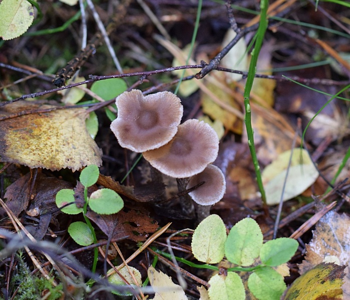 Cortinarius sertipes_1.1.JPG
