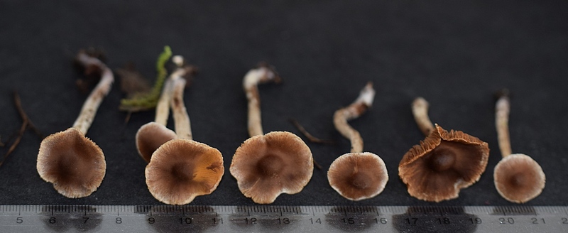 Cortinarius sertipes_1.2.JPG
