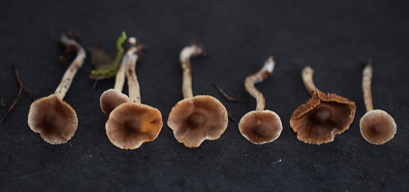 Cortinarius sertipes_1.3.JPG