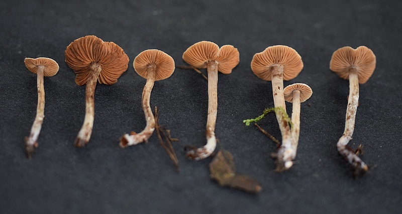 Cortinarius sertipes_1.4.JPG
