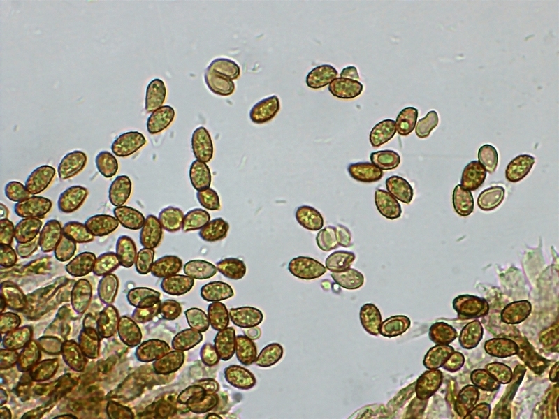 Cortinarius sertipes_1.5.JPG