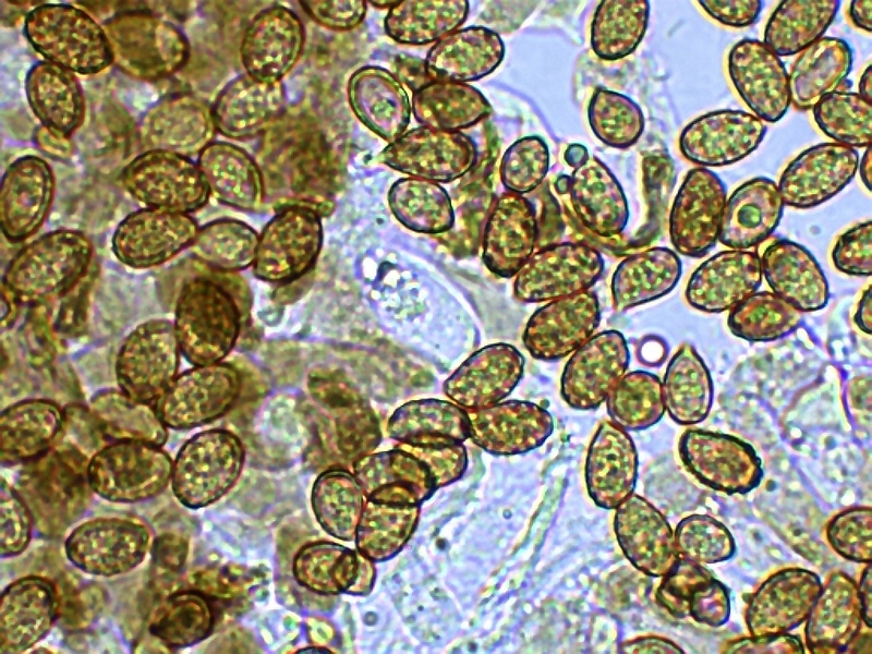 Cortinarius sertipes_1.6.JPG