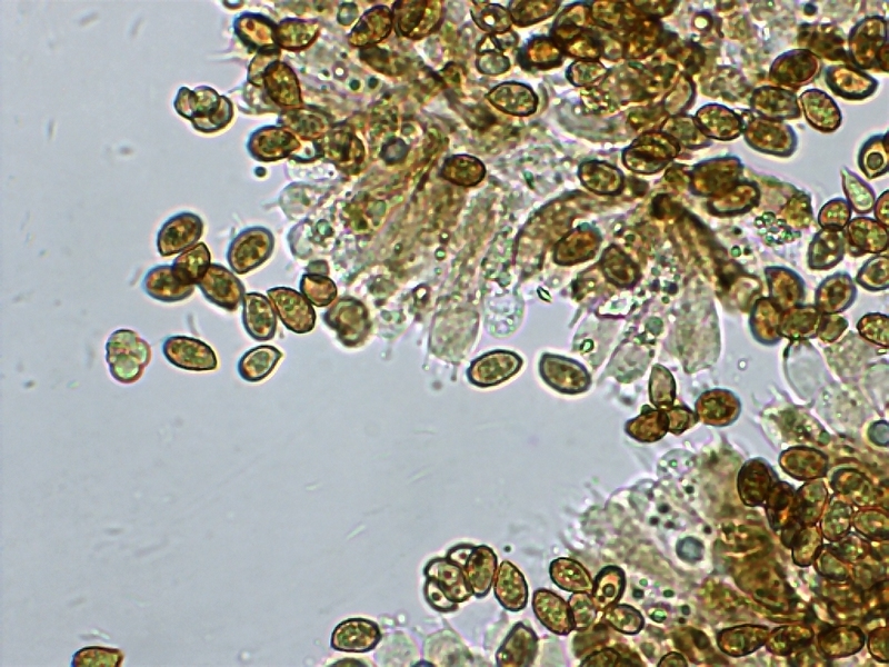 Cortinarius sertipes_1.7.JPG