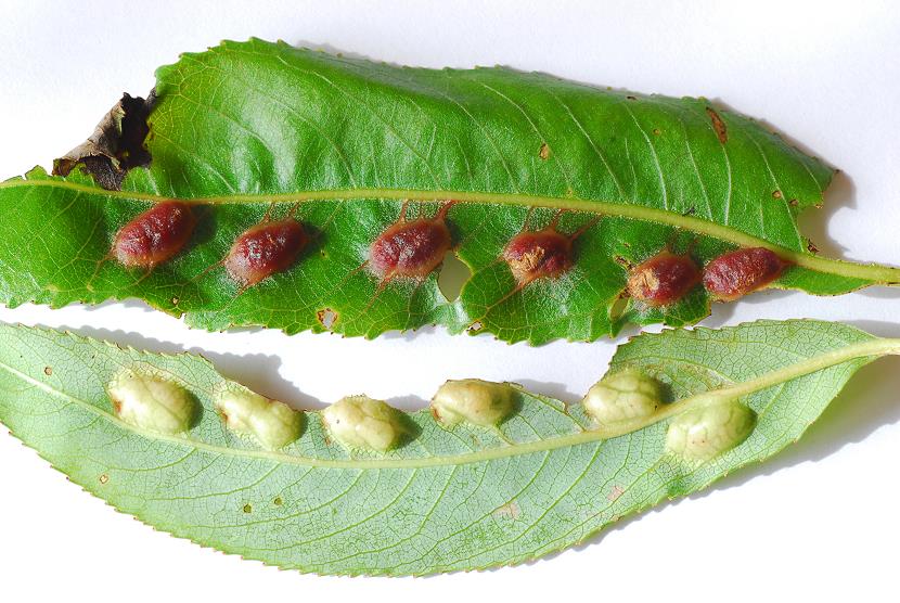 Pontania proxima003.jpg