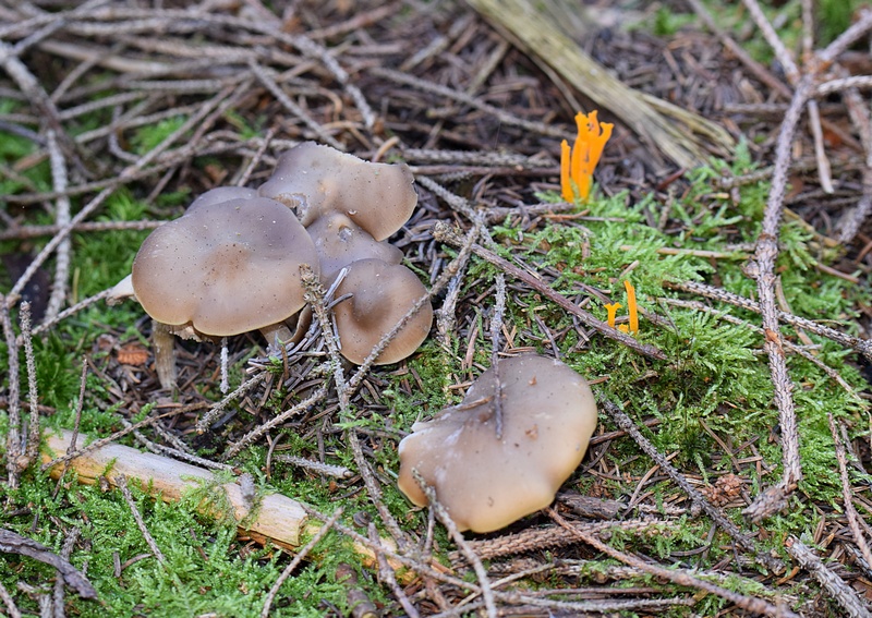 Collybia sp_1.1a.JPG