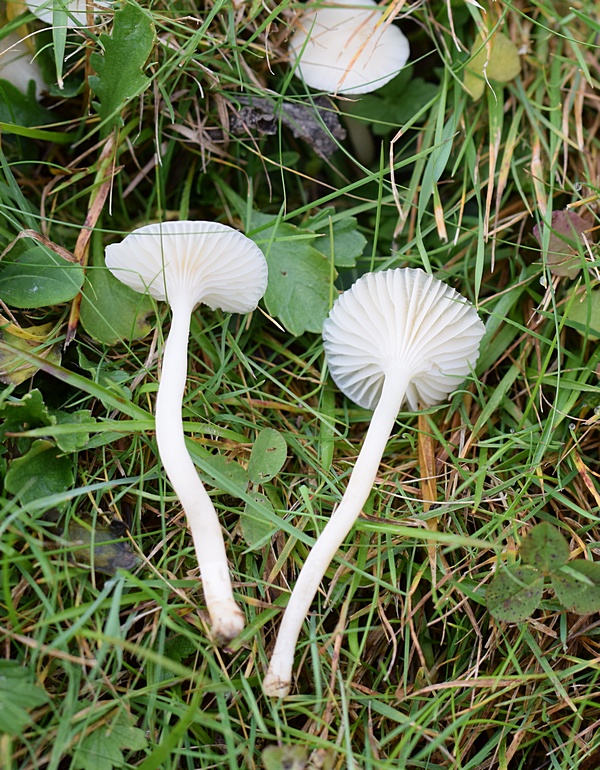 Hygrocybe sp_2.2a.JPG