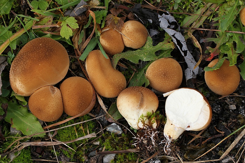 2015-10-17 #30711-f Lycoperdon spec.jpg